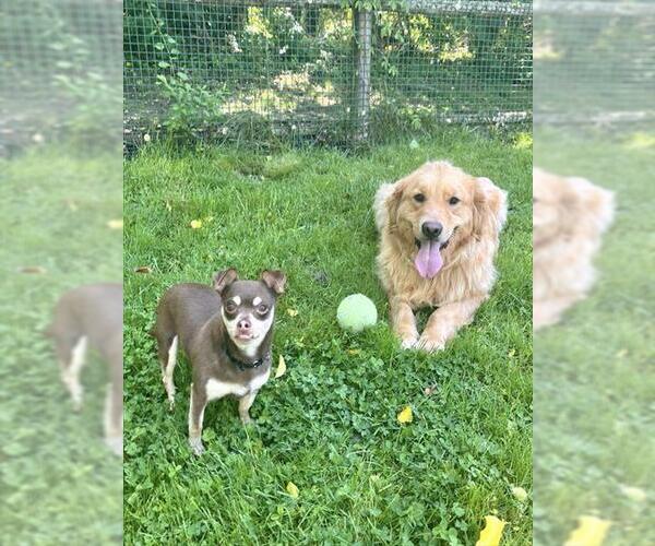 Medium Photo #1 Golden Retriever Puppy For Sale in Dedham, MA, USA