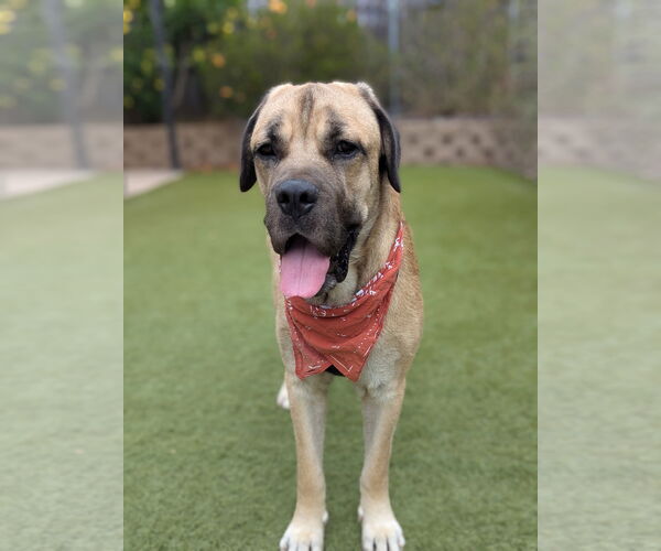 Medium Photo #11 Mastiff Puppy For Sale in Goodyear, AZ, USA