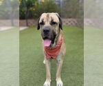 Small #10 Mastiff