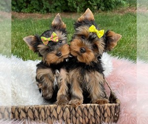 Yorkshire Terrier Dogs for adoption in LOS ANGELES, CA, USA