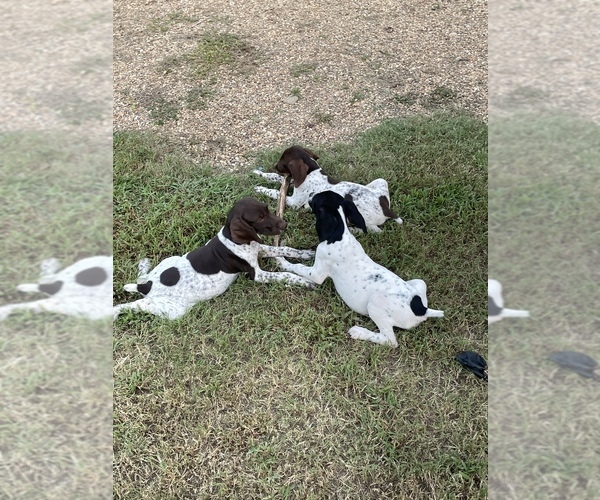 Medium Photo #7 German Shorthaired Pointer Puppy For Sale in MORTON, MS, USA