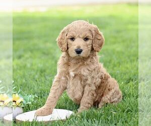 Goldendoodle Puppy for Sale in RONKS, Pennsylvania USA