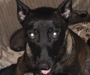 Mother of the Belgian Malinois puppies born on 10/10/2019
