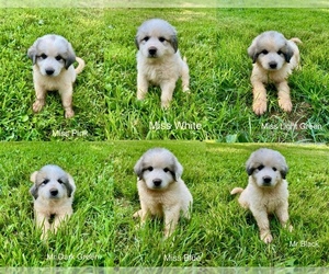 Great Pyrenees Puppy for sale in AMHERST, VA, USA