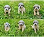 Small Great Pyrenees