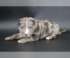American Bully Puppy for sale in CHAMPAIGN, IL, USA