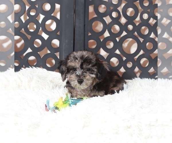 Medium Photo #2 Poochon Puppy For Sale in MOUNT VERNON, OH, USA