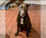 Small #4 Labrador Retriever Mix