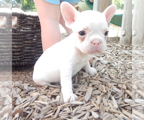 Medium Photo #24 French Bulldog Puppy For Sale in EUGENE, OR, USA