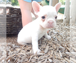 Small Photo #24 French Bulldog Puppy For Sale in EUGENE, OR, USA