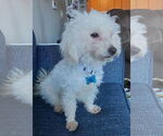 Small #1 Mutt