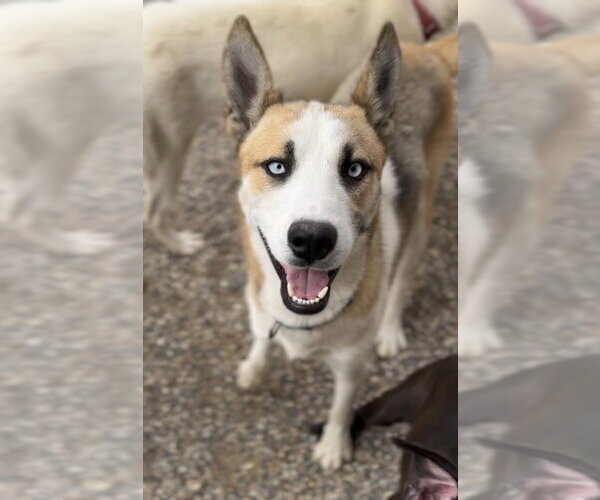 Medium Photo #7 Siberian Husky-Unknown Mix Puppy For Sale in Bemidji, MN, USA