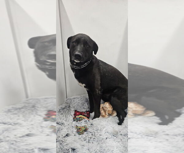 Medium Photo #3 Border Collie-Unknown Mix Puppy For Sale in Studio City, CA, USA