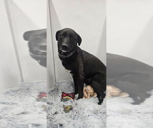 Stella McCartney - Female Border Collie-Unknown Mix Dog for Adoption - Photo #3