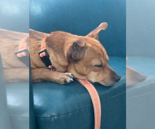 Medium Photo #3 Chiweenie Puppy For Sale in East Derry, NH, USA