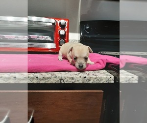 Chihuahua Puppy for sale in EULESS, TX, USA