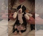 Small #14 Border Collie Mix