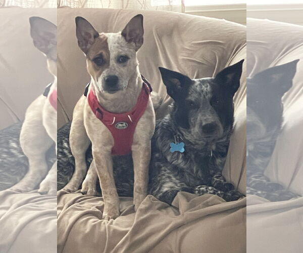 Medium Photo #9 Mutt Puppy For Sale in Garden City, NY, USA