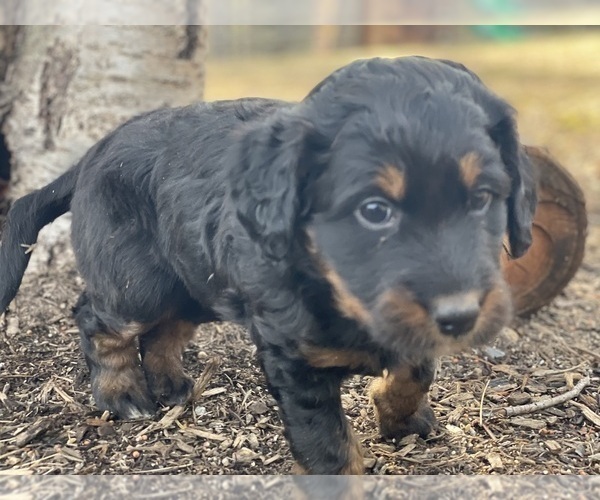 Medium Photo #16 Aussiedoodle Puppy For Sale in WESTMINSTER, MD, USA