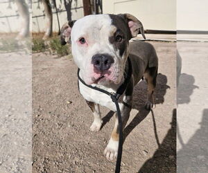 American Pit Bull Terrier-Unknown Mix Dogs for adoption in El Centro, CA, USA