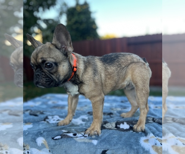 Medium Photo #4 French Bulldog Puppy For Sale in SACRAMENTO, CA, USA