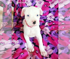 Boxer Dogs for adoption in Dumont, NJ, USA