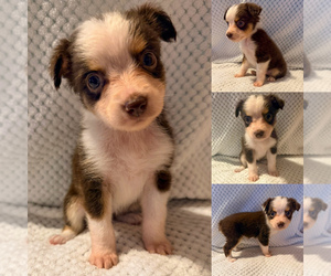 Miniature Australian Shepherd Puppy for sale in BROOKER, FL, USA