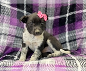 Australian Cattle Dog-Border Collie Mix Puppy for sale in LAKELAND, FL, USA
