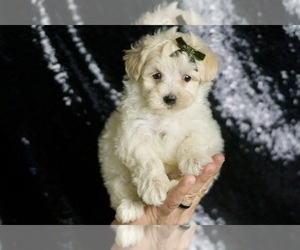 Medium Maltipoo (Miniature)