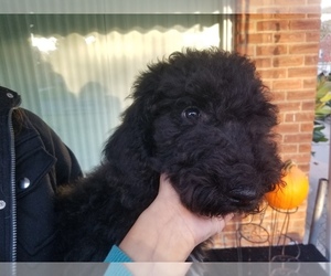 Poodle (Standard) Puppy for sale in SOUTHFIELD, MI, USA