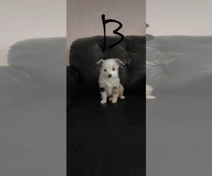 Miniature Australian Shepherd Puppy for sale in FORT COLLINS, CO, USA