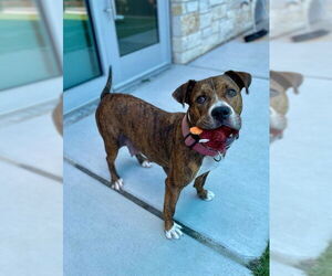 American Pit Bull Terrier-Unknown Mix Dogs for adoption in Baytown, TX, USA