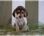 Small Beagle