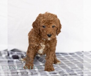 Poodle (Miniature) Puppy for sale in GAP, PA, USA