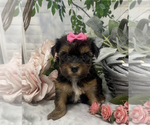 Small Photo #23 Shorkie Tzu Puppy For Sale in SELLERSBURG, IN, USA