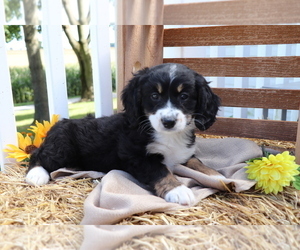 Miniature Bernedoodle Puppy for sale in SHILOH, OH, USA