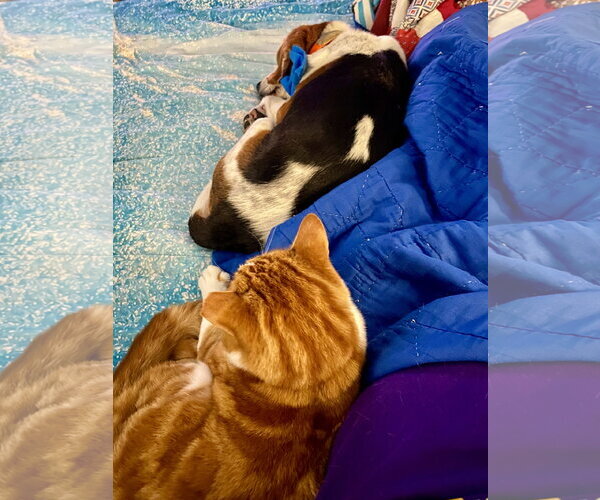 Medium Photo #9 Beagle Puppy For Sale in Chesapeake, VA, USA