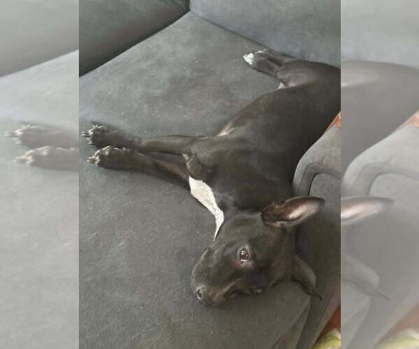 Medium Photo #5 American Pit Bull Terrier-Unknown Mix Puppy For Sale in New York, NY, USA