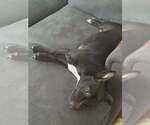 Small #4 American Pit Bull Terrier Mix