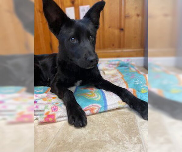 Medium Photo #5 Labrador Retriever-Retriever  Mix Puppy For Sale in Raleigh, NC, USA