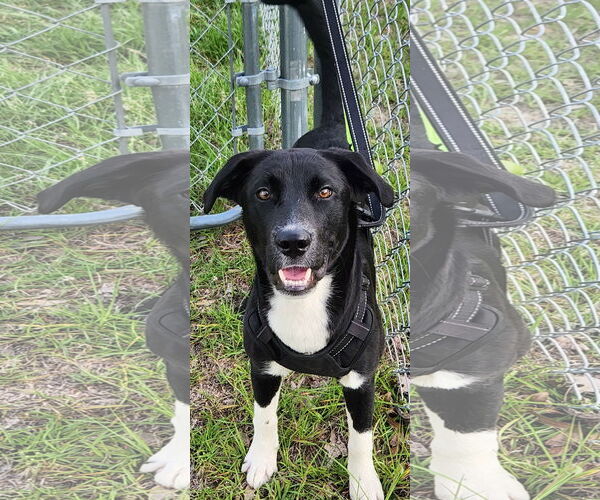 Medium Photo #5 Borador Puppy For Sale in Newfoundland, PA, USA