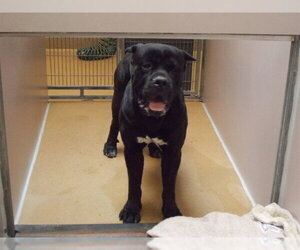 Mutt Dogs for adoption in Martinez, CA, USA