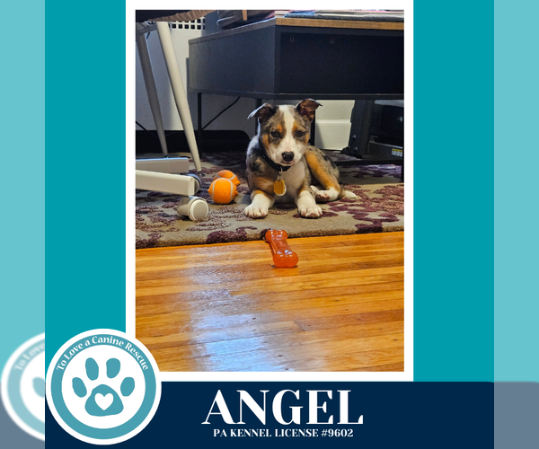 Medium Photo #2 Mutt Puppy For Sale in Kimberton, PA, USA