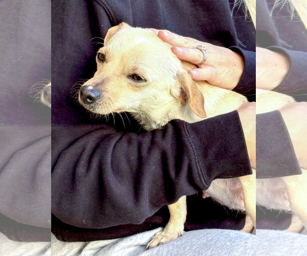 Medium Photo #8 Chiweenie Puppy For Sale in Corona, CA, USA