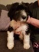 Small Photo #3 Sheepadoodle Puppy For Sale in TIERRA BUENA, CA, USA