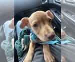 Small #8 Labrador Retriever Mix