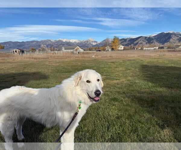 Medium Photo #1 Great Pyrenees Puppy For Sale in Missoula, MT, USA