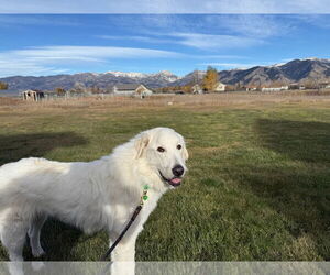 Great Pyrenees Dogs for adoption in Missoula, MT, USA