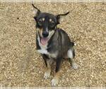 Small #2 Australian Kelpie Mix