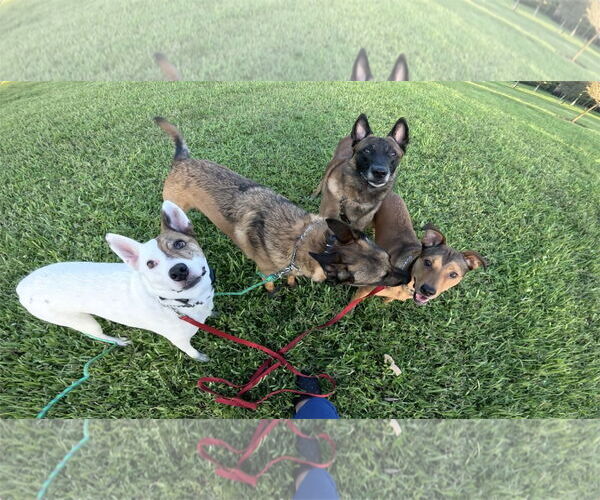 Medium Photo #6 Mutt Puppy For Sale in Stevens Point, WI, USA